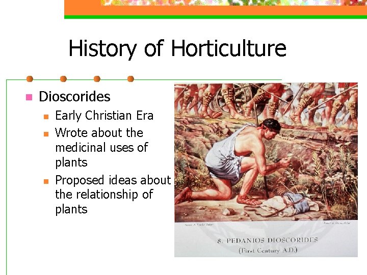 History of Horticulture n Dioscorides n n n Early Christian Era Wrote about the