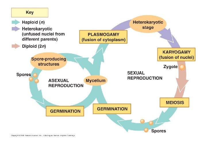Introduction to Fungi Evolution Characteristics and Life Cycle