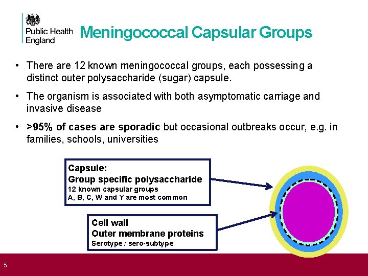  5 Meningococcal Capsular Groups • There are 12 known meningococcal groups, each possessing