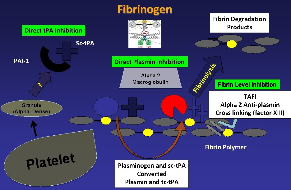 Fibrinogen Fibrin Degradation Products Direct t. PA Inhibition Sc-t. PA PAI-1 is ys ol