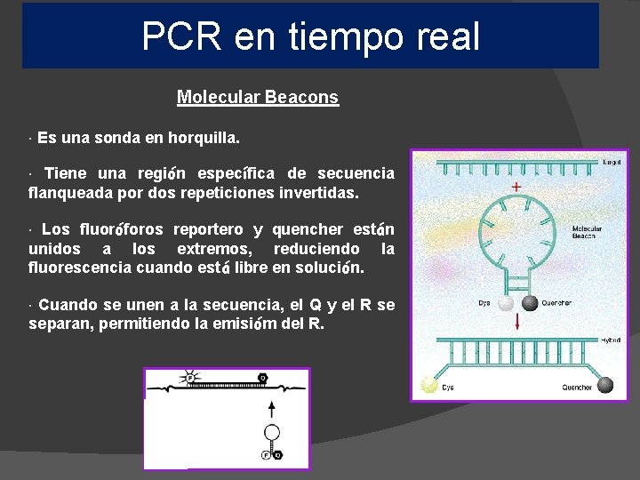 PCR en tiempo real Molecular Beacons • Es una sonda en horquilla. • Tiene