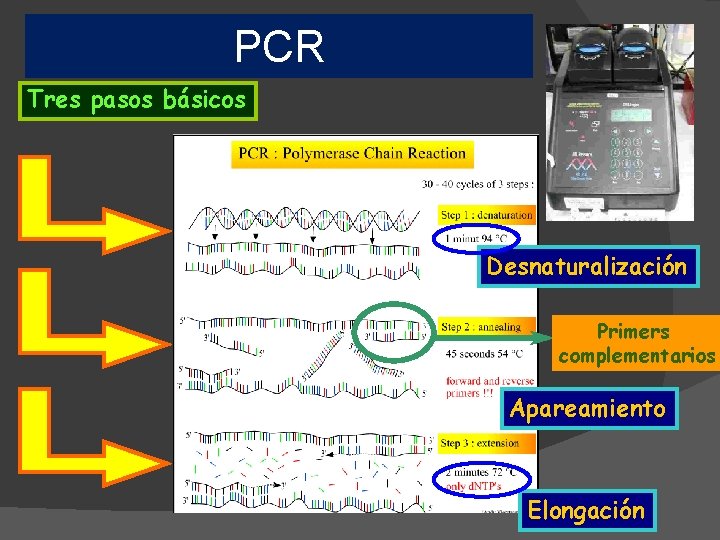 PCR Tres pasos básicos Desnaturalización Primers complementarios Apareamiento Elongación 
