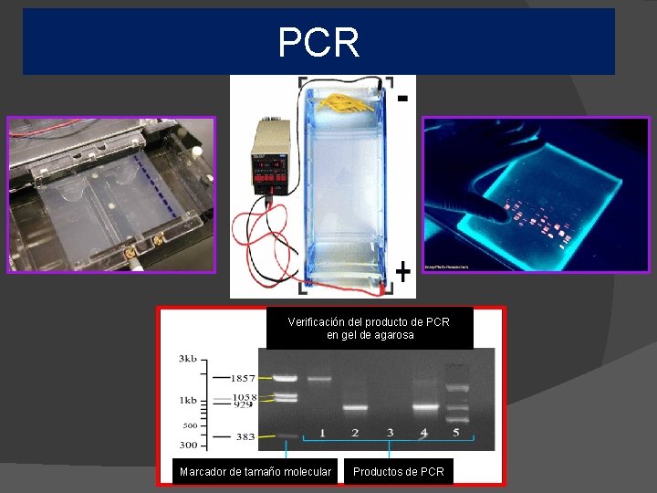 PCR Verificación del producto de PCR en gel de agarosa Marcador de tamaño molecular