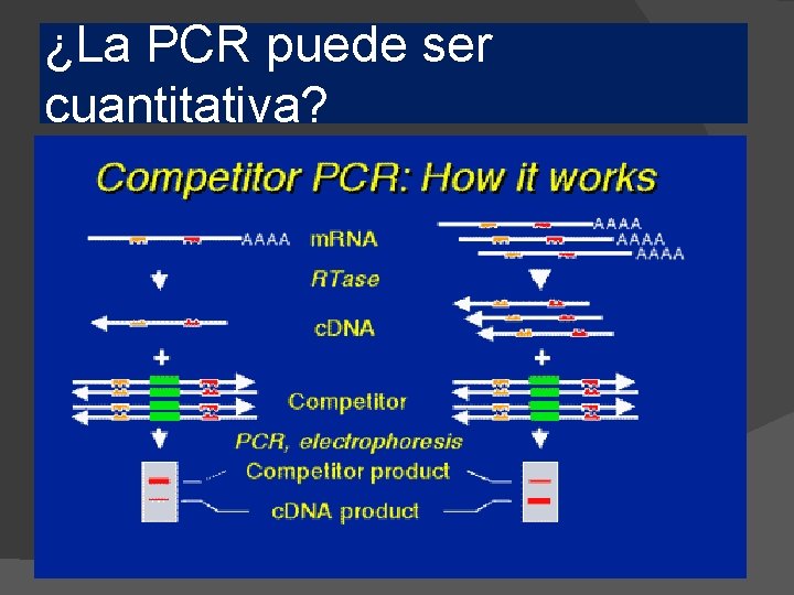 ¿La PCR puede ser cuantitativa? 