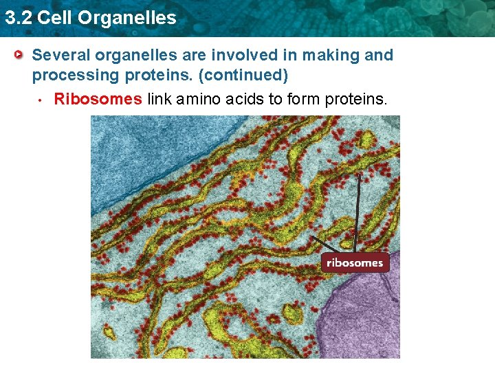 3. 2 Cell Organelles Several organelles are involved in making and processing proteins. (continued)