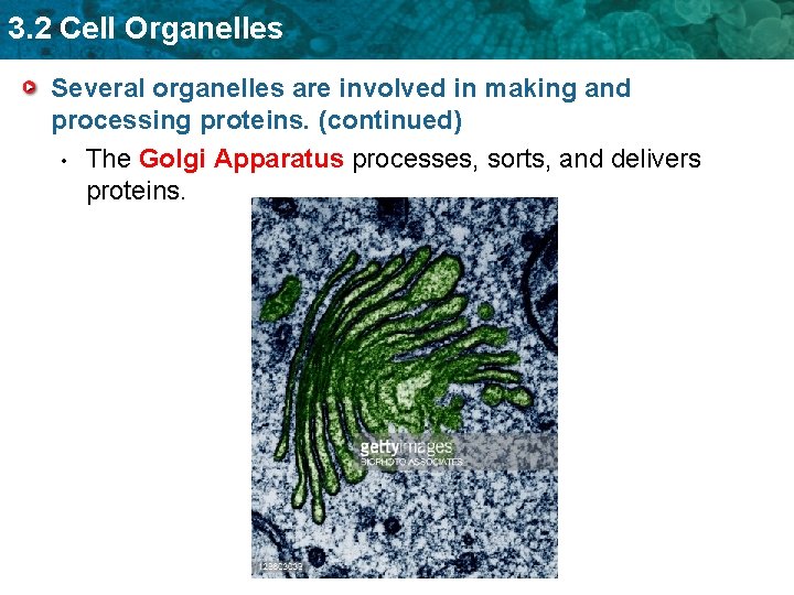 3. 2 Cell Organelles Several organelles are involved in making and processing proteins. (continued)