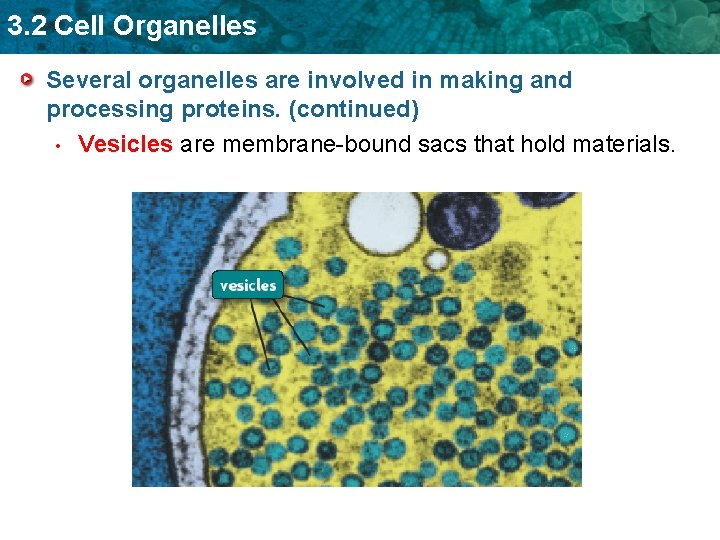 3. 2 Cell Organelles Several organelles are involved in making and processing proteins. (continued)