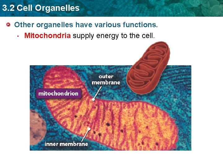 3. 2 Cell Organelles Other organelles have various functions. • Mitochondria supply energy to