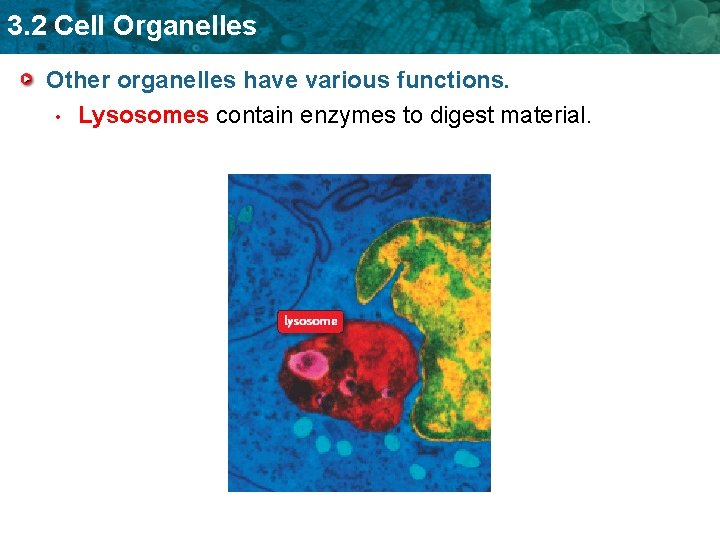 3. 2 Cell Organelles Other organelles have various functions. • Lysosomes contain enzymes to