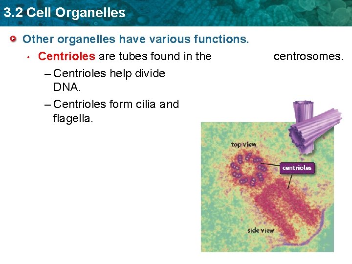 3. 2 Cell Organelles Other organelles have various functions. • Centrioles are tubes found