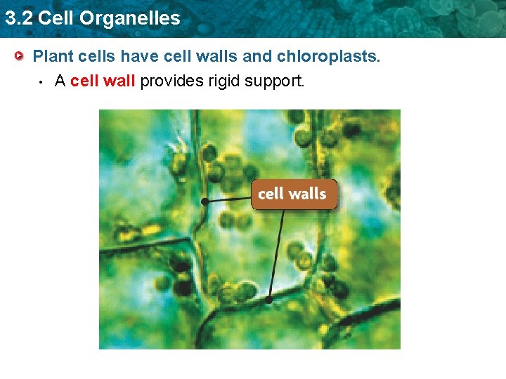 3. 2 Cell Organelles Plant cells have cell walls and chloroplasts. • A cell