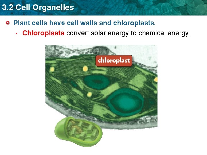 3. 2 Cell Organelles Plant cells have cell walls and chloroplasts. • Chloroplasts convert