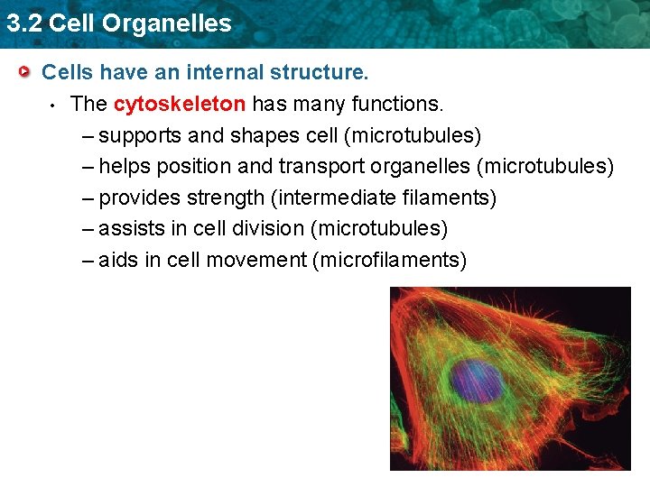 3. 2 Cell Organelles Cells have an internal structure. • The cytoskeleton has many