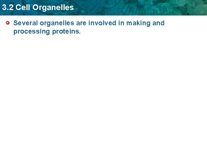 3. 2 Cell Organelles Several organelles are involved in making and processing proteins. 