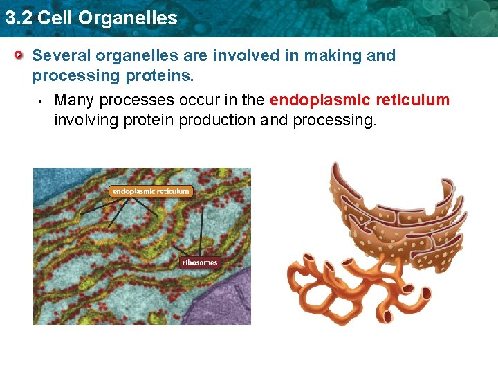 3. 2 Cell Organelles Several organelles are involved in making and processing proteins. •