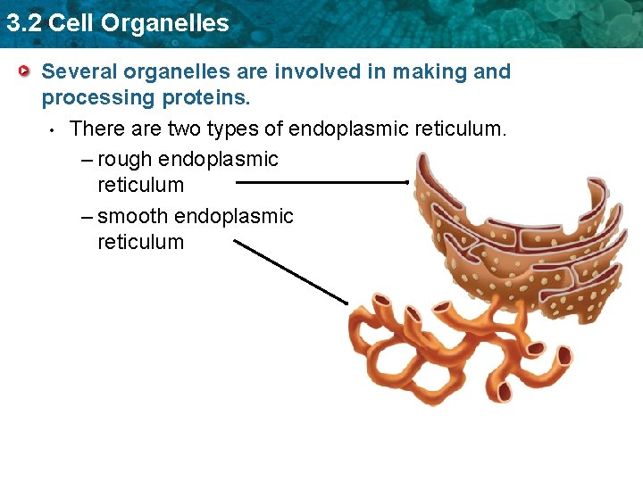 3. 2 Cell Organelles Several organelles are involved in making and processing proteins. •