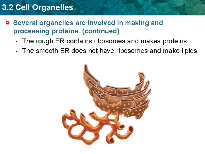 3. 2 Cell Organelles Several organelles are involved in making and processing proteins. (continued)