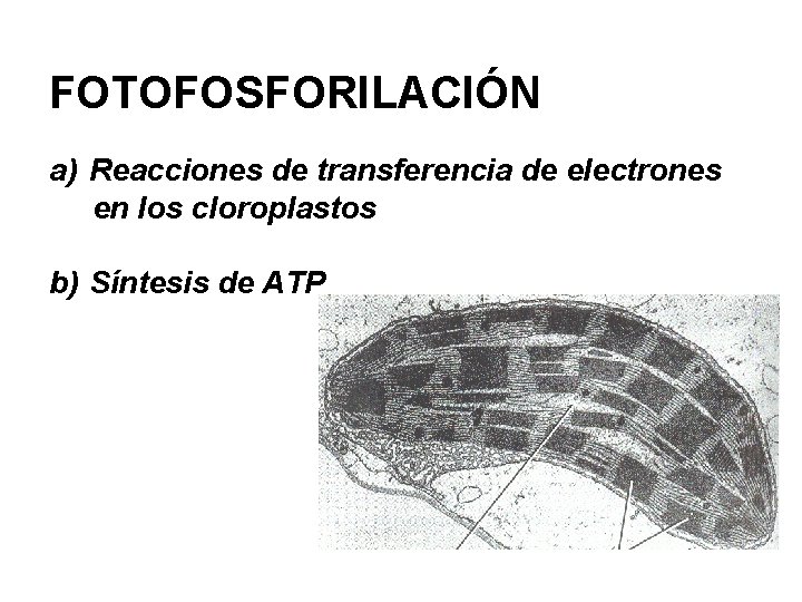 FOTOFOSFORILACIÓN a) Reacciones de transferencia de electrones en los cloroplastos b) Síntesis de ATP