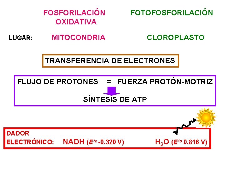 FOSFORILACIÓN OXIDATIVA LUGAR: FOTOFOSFORILACIÓN MITOCONDRIA CLOROPLASTO TRANSFERENCIA DE ELECTRONES FLUJO DE PROTONES = FUERZA