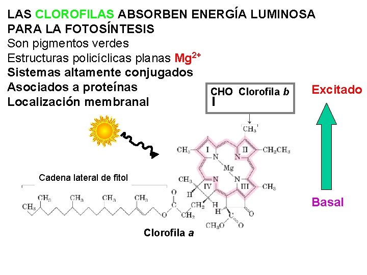 LAS CLOROFILAS ABSORBEN ENERGÍA LUMINOSA PARA LA FOTOSÍNTESIS Son pigmentos verdes Estructuras policíclicas planas