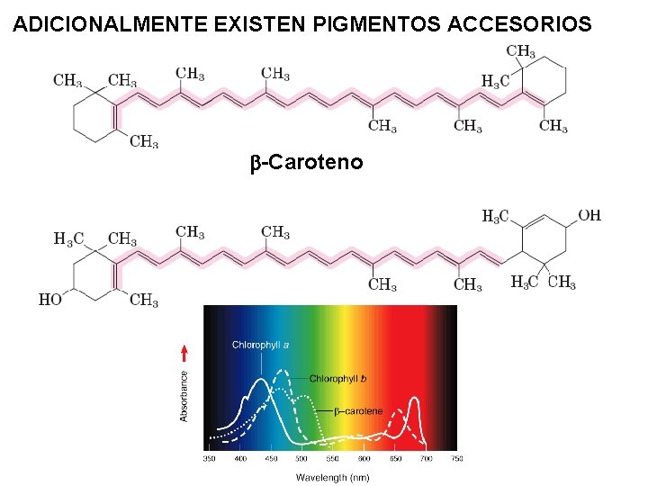 ADICIONALMENTE EXISTEN PIGMENTOS ACCESORIOS b-Caroteno Luteína (xantofila) 