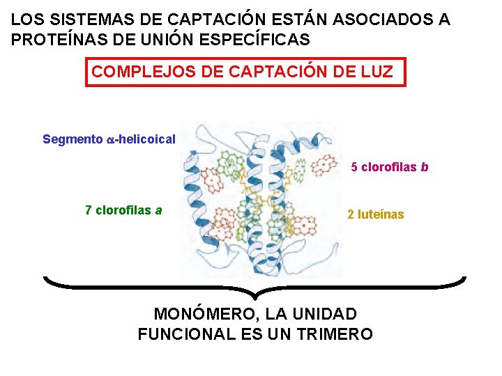 LOS SISTEMAS DE CAPTACIÓN ESTÁN ASOCIADOS A PROTEÍNAS DE UNIÓN ESPECÍFICAS COMPLEJOS DE CAPTACIÓN