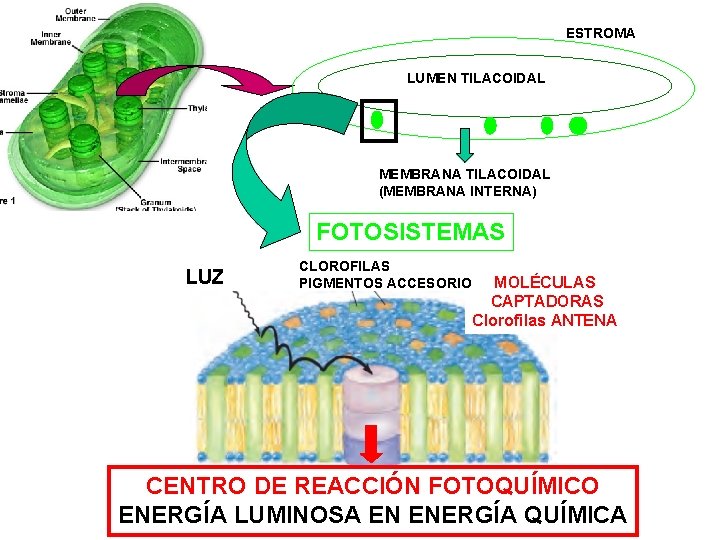 ESTROMA LUMEN TILACOIDAL MEMBRANA TILACOIDAL (MEMBRANA INTERNA) FOTOSISTEMAS LUZ CLOROFILAS PIGMENTOS ACCESORIO MOLÉCULAS CAPTADORAS
