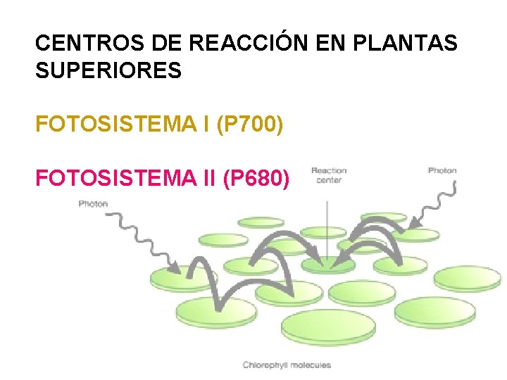 CENTROS DE REACCIÓN EN PLANTAS SUPERIORES FOTOSISTEMA I (P 700) FOTOSISTEMA II (P 680)
