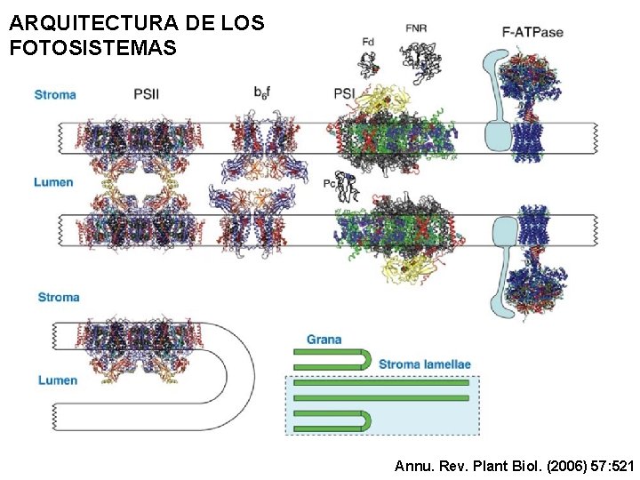 ARQUITECTURA DE LOS FOTOSISTEMAS Annu. Rev. Plant Biol. (2006) 57: 521 