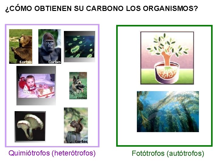 ¿CÓMO OBTIENEN SU CARBONO LOS ORGANISMOS? Quimiótrofos (heterótrofos) Fotótrofos (autótrofos) 