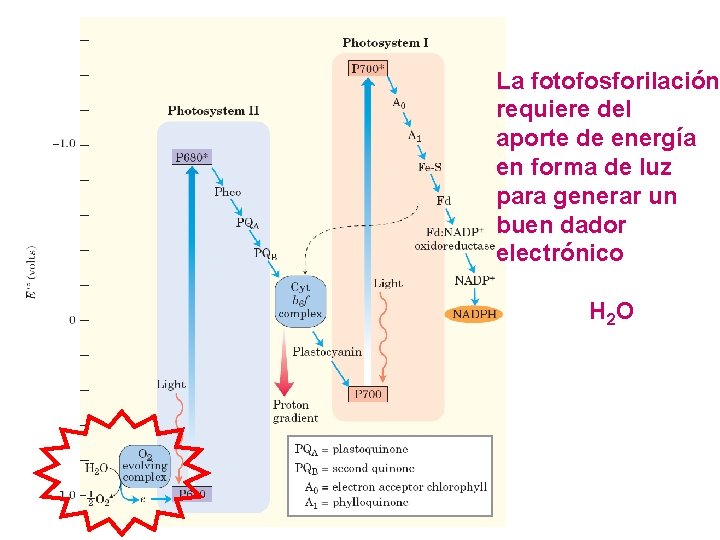 La fotofosforilación requiere del aporte de energía en forma de luz para generar un