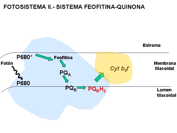 FOTOSISTEMA II. - SISTEMA FEOFITINA-QUINONA Estroma P 680* Feofitina Fotón Cyt b 6 f