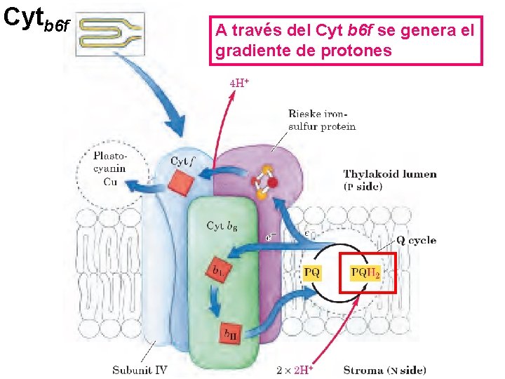 Cytb 6 f A través del Cyt b 6 f se genera el gradiente