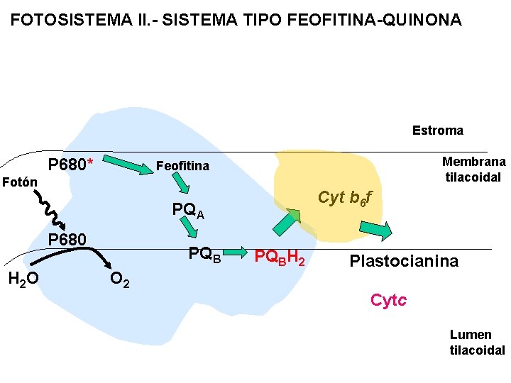 FOTOSISTEMA II. - SISTEMA TIPO FEOFITINA-QUINONA Estroma P 680* Membrana tilacoidal Feofitina Fotón Cyt