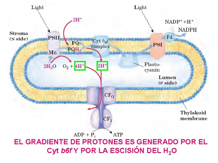 EL GRADIENTE DE PROTONES ES GENERADO POR EL Cyt b 6 f Y POR