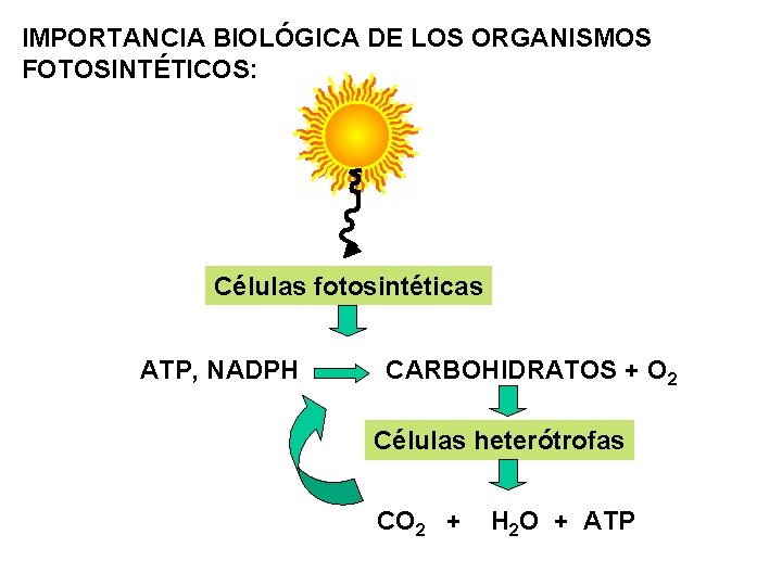 IMPORTANCIA BIOLÓGICA DE LOS ORGANISMOS FOTOSINTÉTICOS: Células fotosintéticas ATP, NADPH CARBOHIDRATOS + O 2