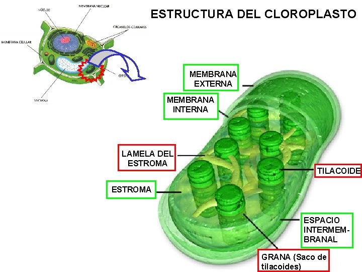 ESTRUCTURA DEL CLOROPLASTO MEMBRANA EXTERNA MEMBRANA INTERNA LAMELA DEL ESTROMA TILACOIDE ESTROMA ESPACIO INTERMEMBRANAL