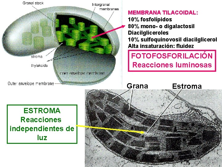 MEMBRANA TILACOIDAL: 10% fosfolípidos 80% mono- o digalactosil Diacilgliceroles 10% sulfoquinovosil diacilglicerol Alta insaturación: