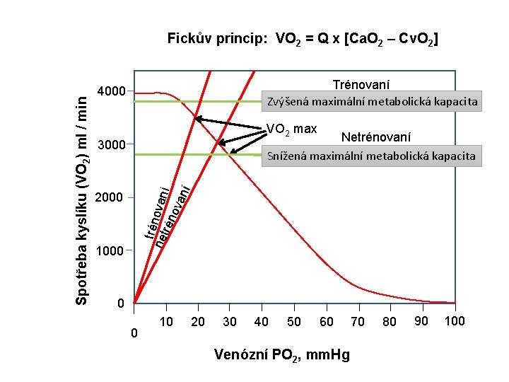 Trénovaní Zvýšená maximální metabolická kapacita 4000 VO 2 max Netrénovaní Snížená maximální metabolická kapacita