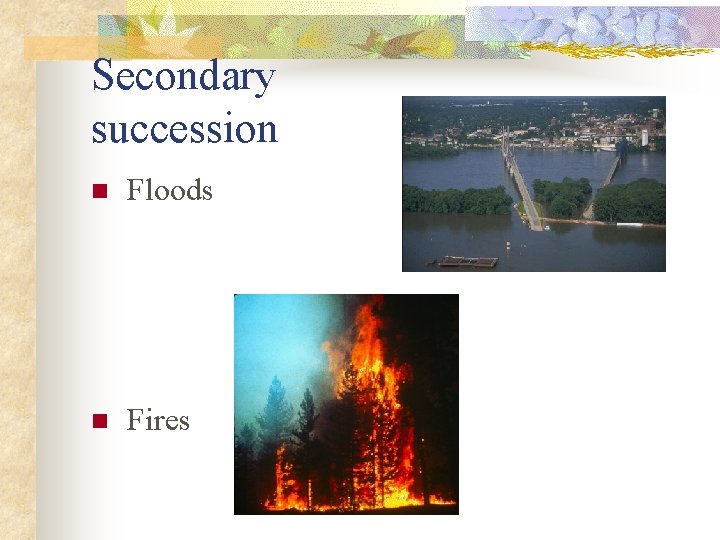 Secondary succession n Floods n Fires 