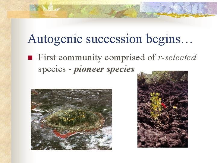 Autogenic succession begins… n First community comprised of r-selected species - pioneer species 