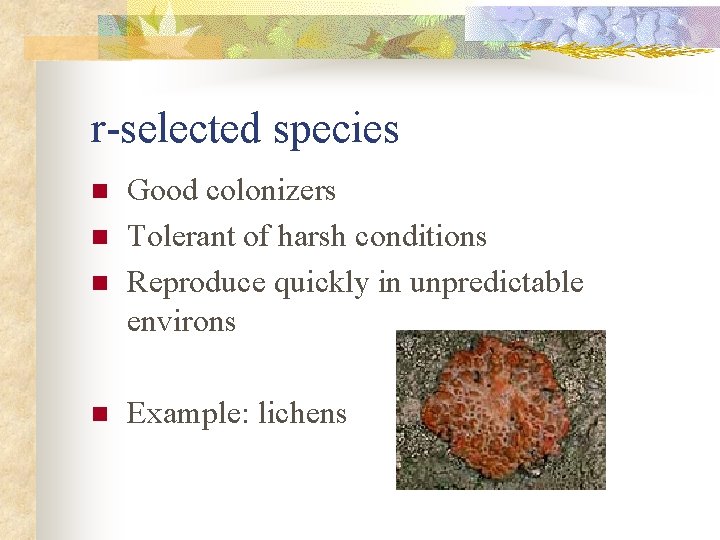 r-selected species n n Good colonizers Tolerant of harsh conditions Reproduce quickly in unpredictable