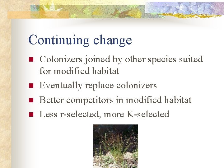 Continuing change n n Colonizers joined by other species suited for modified habitat Eventually