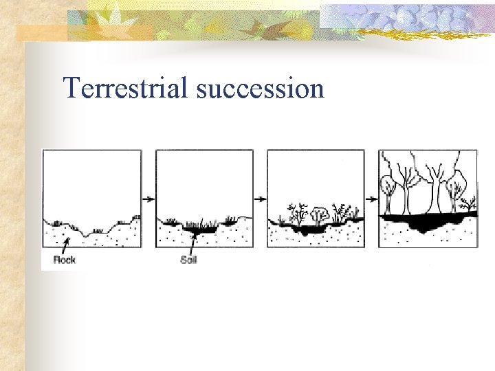 Terrestrial succession 