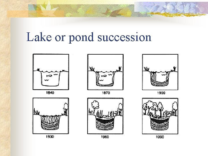 Lake or pond succession 