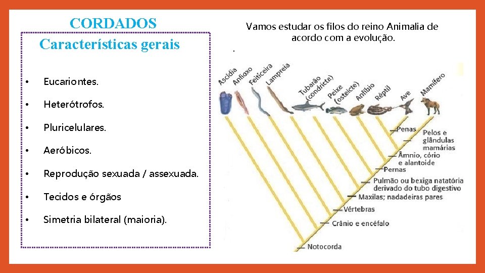 CORDADOS Características gerais • Eucariontes. • Heterótrofos. • Pluricelulares. • Aeróbicos. • Reprodução sexuada