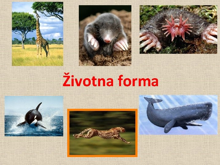 Životna forma 