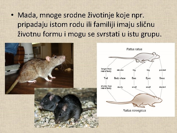  • Mada, mnoge srodne životinje koje npr. pripadaju istom rodu ili familiji imaju