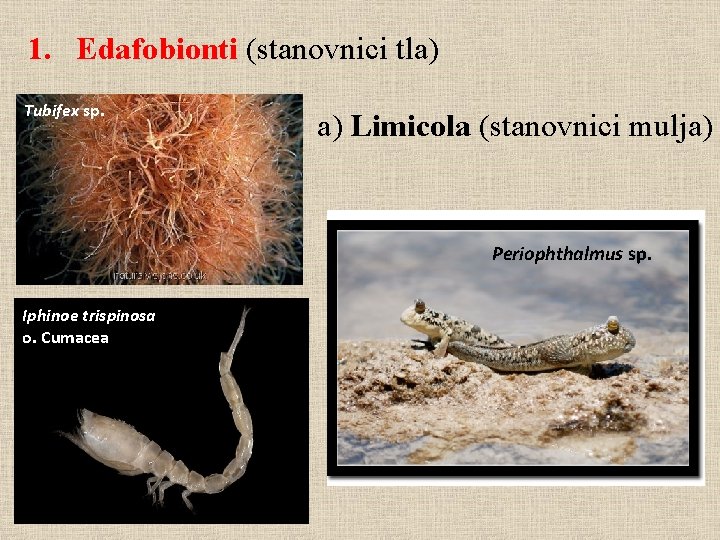 1. Edafobionti (stanovnici tla) Tubifex sp. a) Limicola (stanovnici mulja) Periophthalmus sp. Iphinoe trispinosa