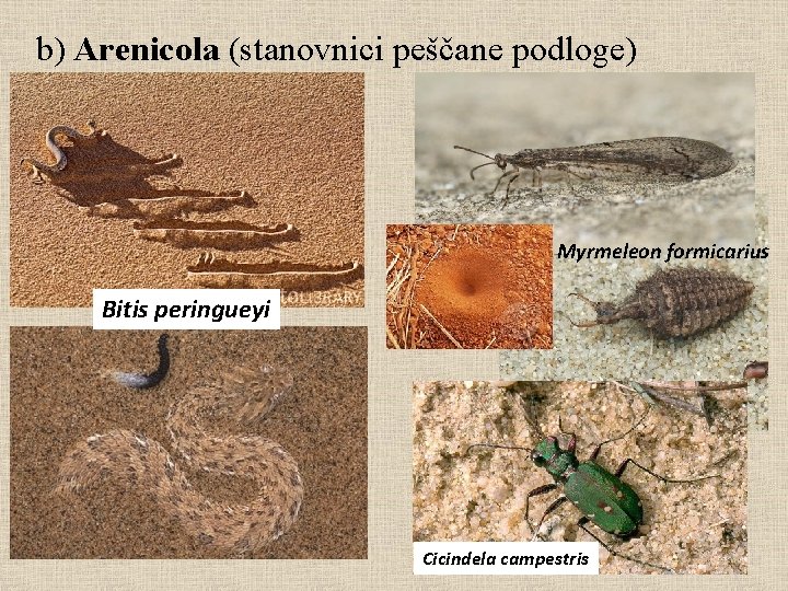 b) Arenicola (stanovnici peščane podloge) Myrmeleon formicarius Bitis peringueyi Cicindela campestris 